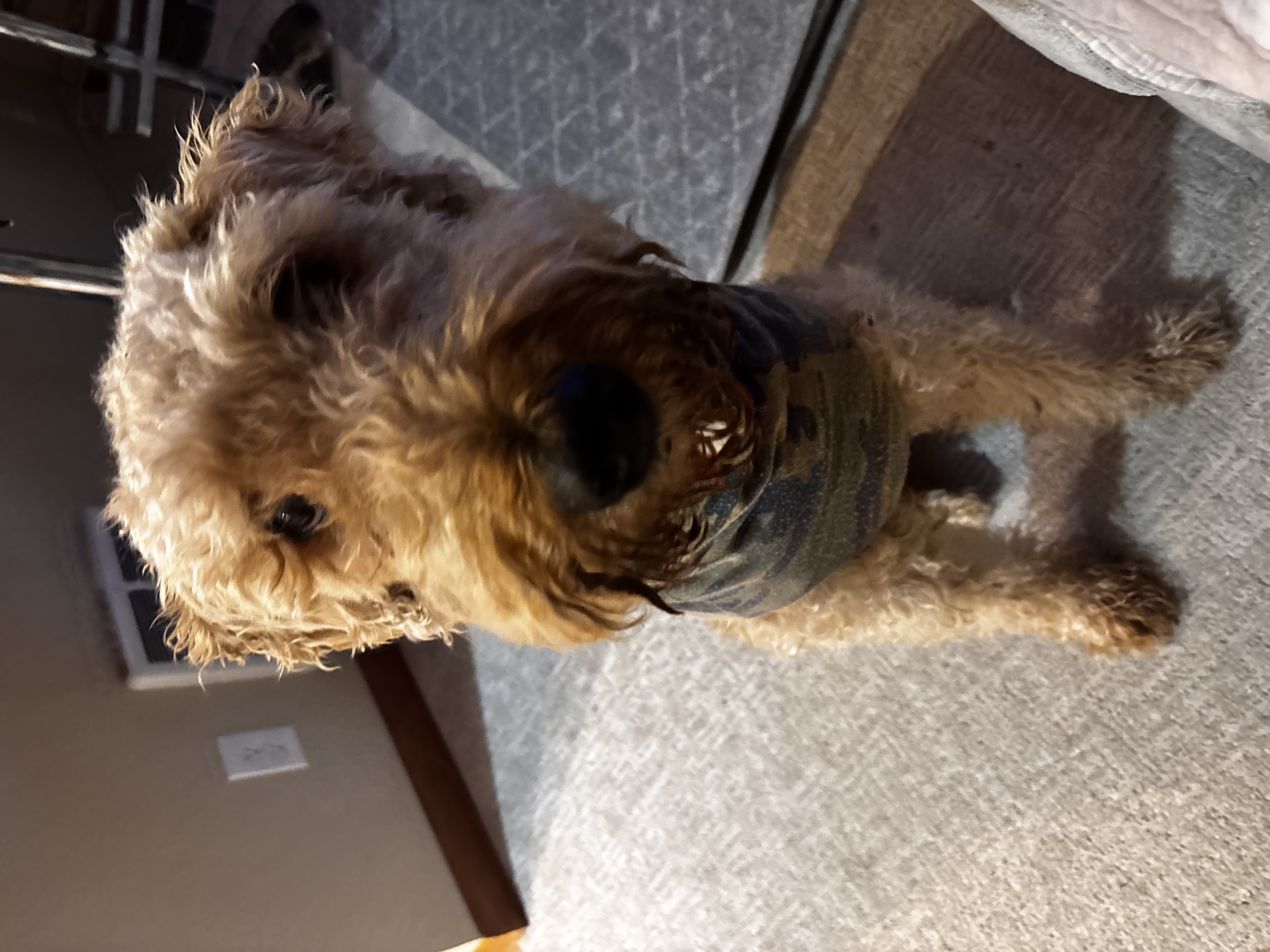 Female Airedale Terrier in Tacoma, Washington