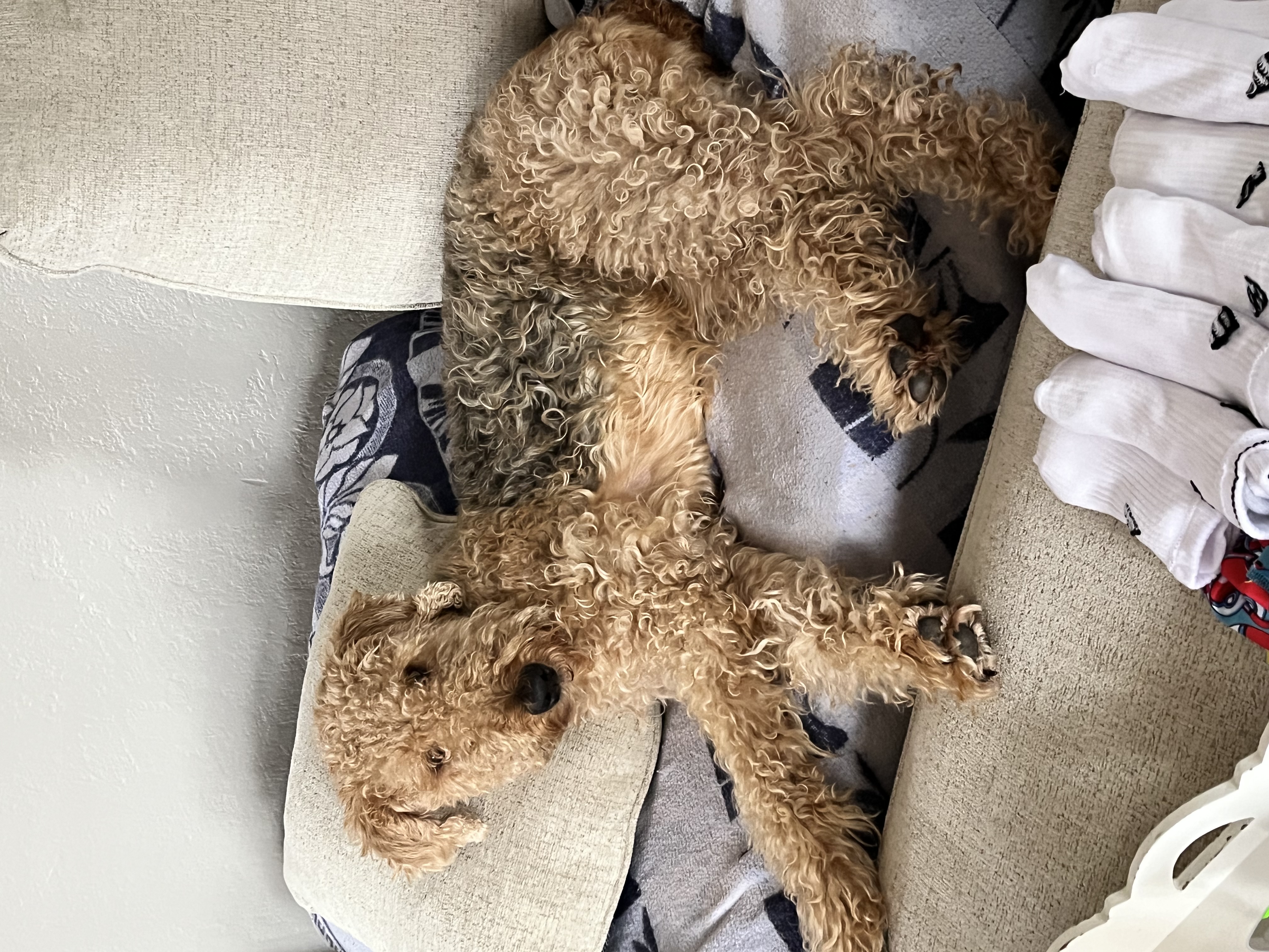 Female Airedale Terrier in Tacoma, Washington, photo 2