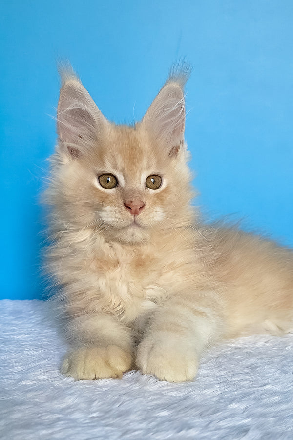 Female Maine Coon in Porter Springs, Texas, photo 2
