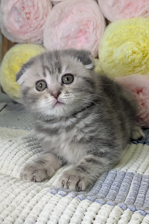 Male Scottish Fold in Porter Springs, Texas