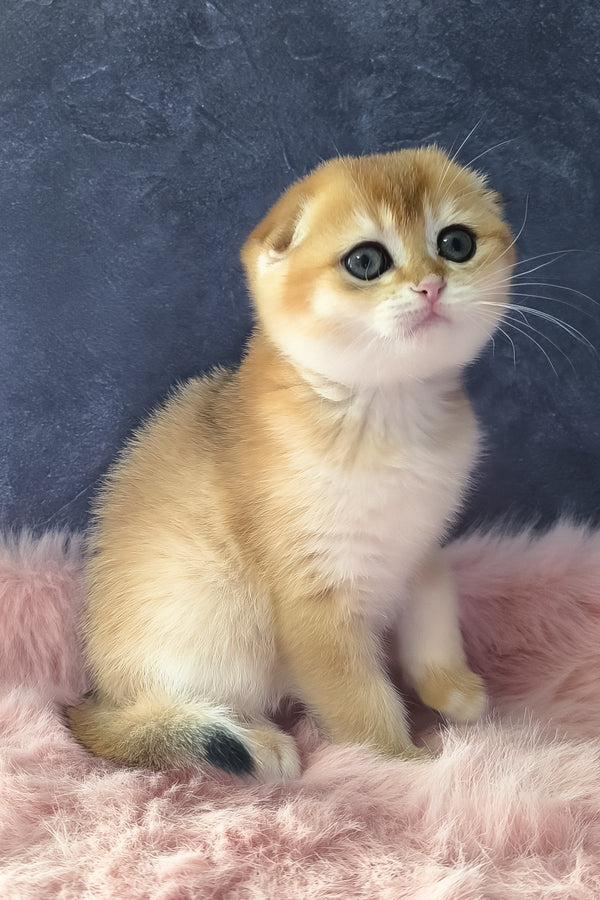 Male Scottish Fold in Porter Springs, Texas, photo 2