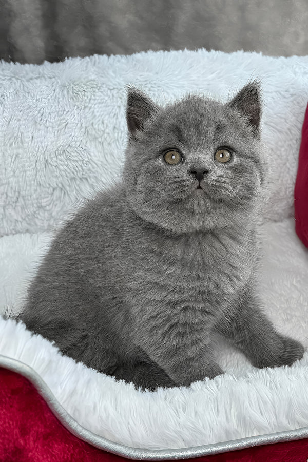 Female British Shorthair in Porter Springs, Texas