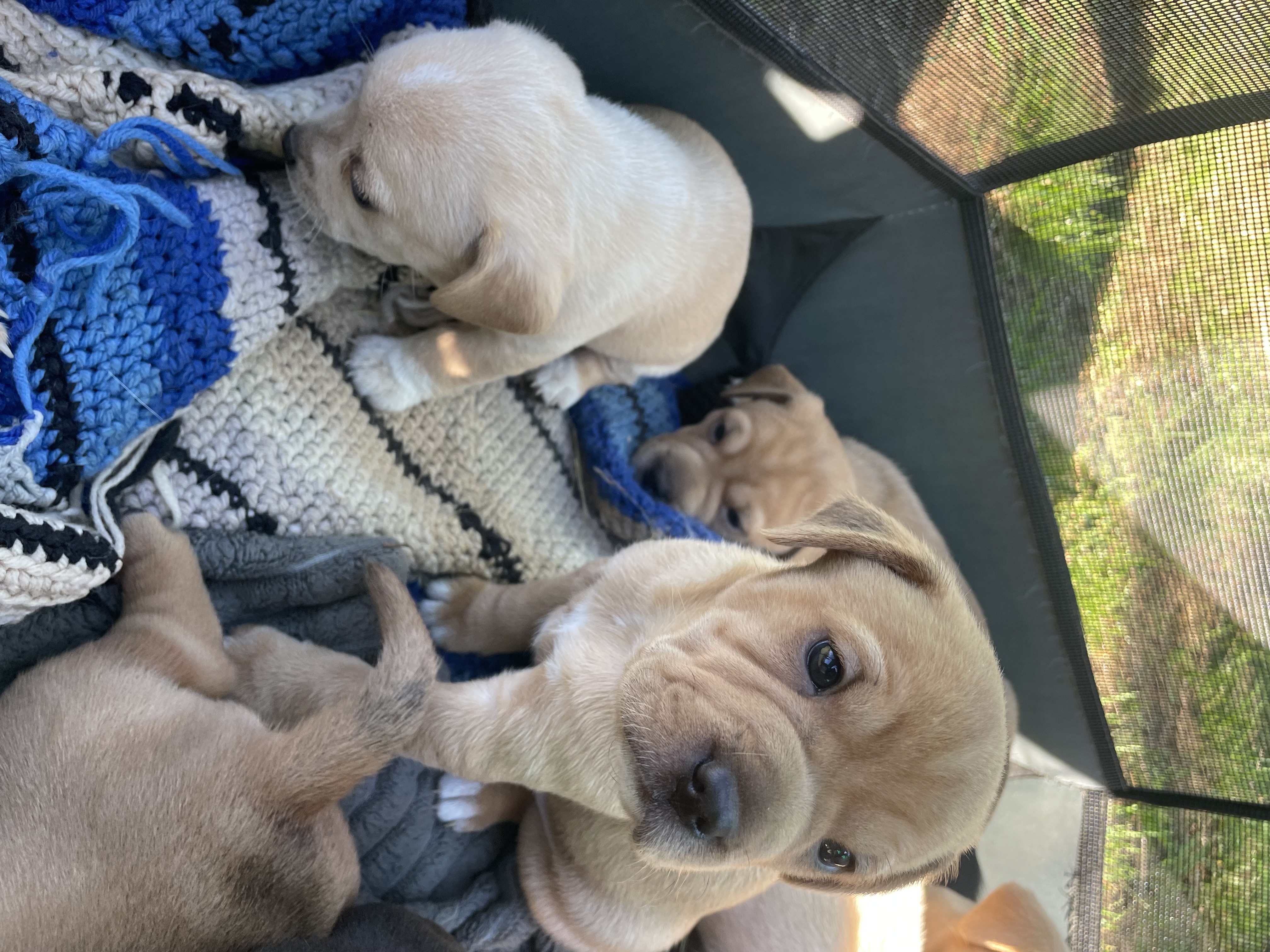 Chinese Shar-Pei in Chehalis, Washington, photo 2
