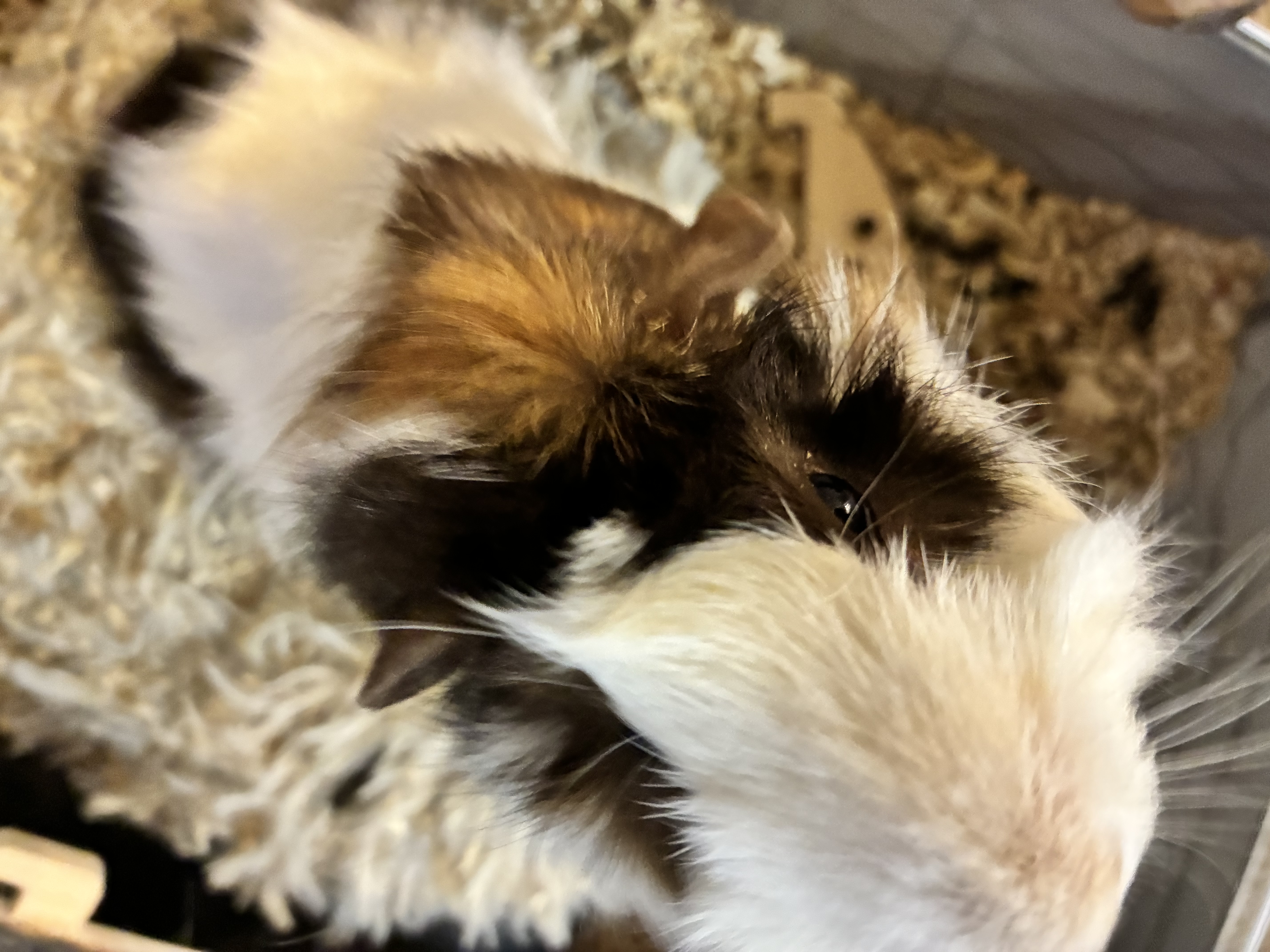 Male Guinea Pig in Grayslake, Illinois