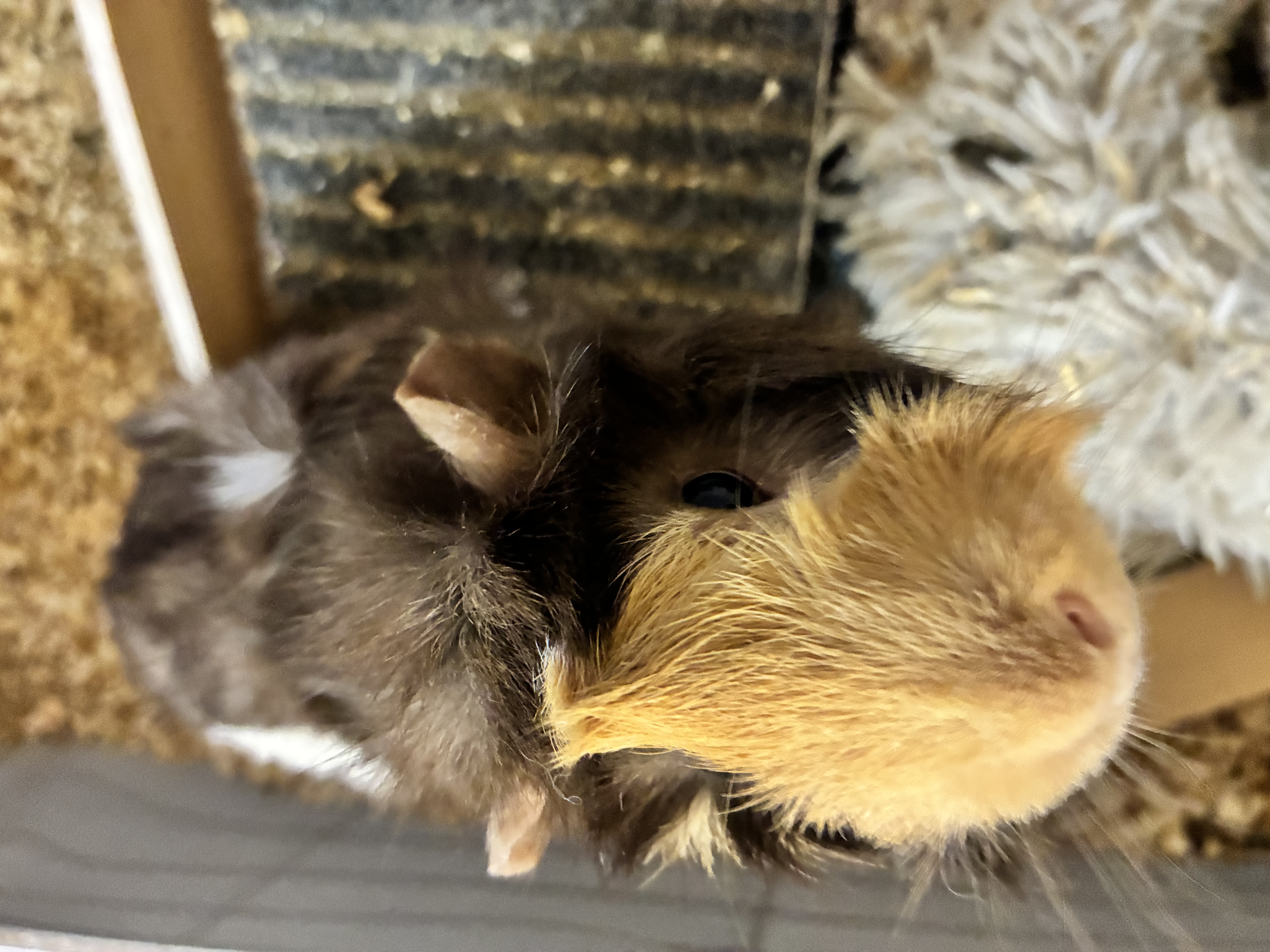 Male Guinea Pig in Grayslake, Illinois, photo 2