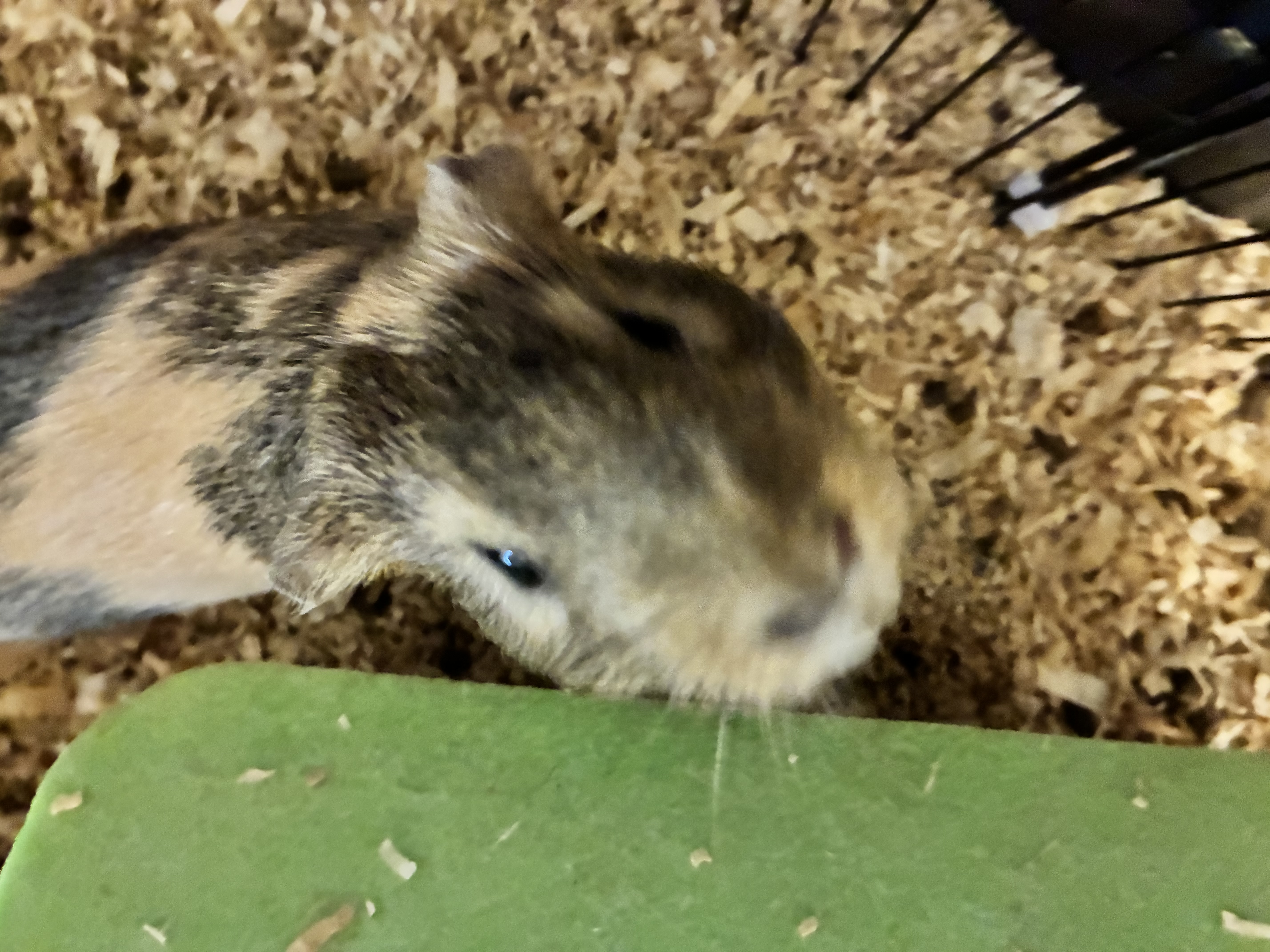 Male Guinea Pig in Grayslake, Illinois