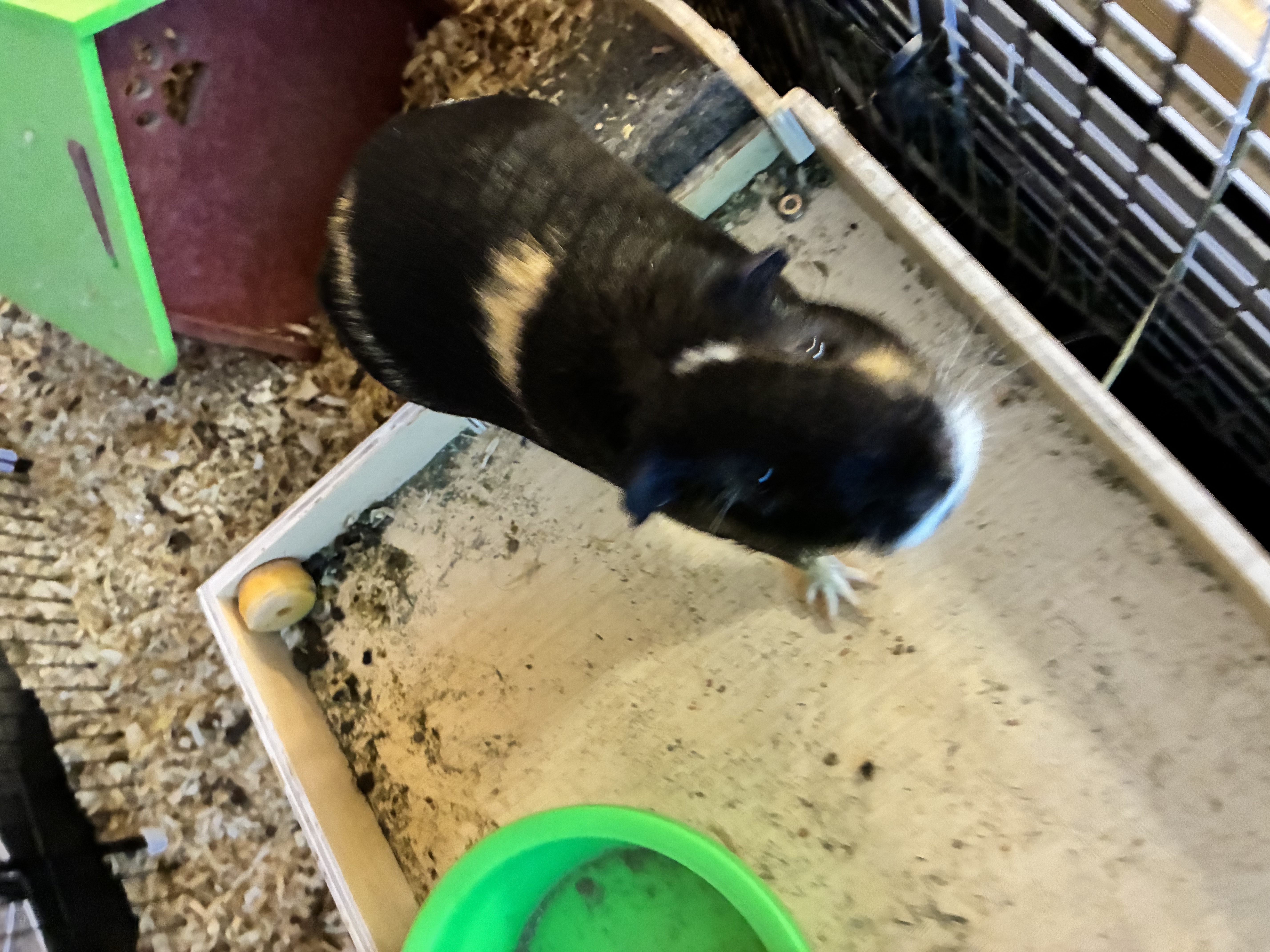 Male Guinea Pig in Grayslake, Illinois, photo 2