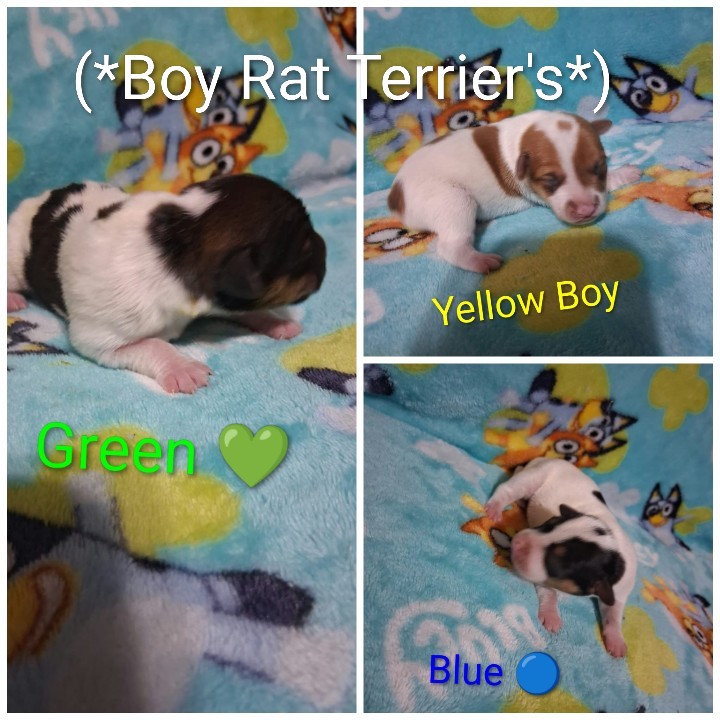 Male Rat Terrier in Robersonville, North Carolina