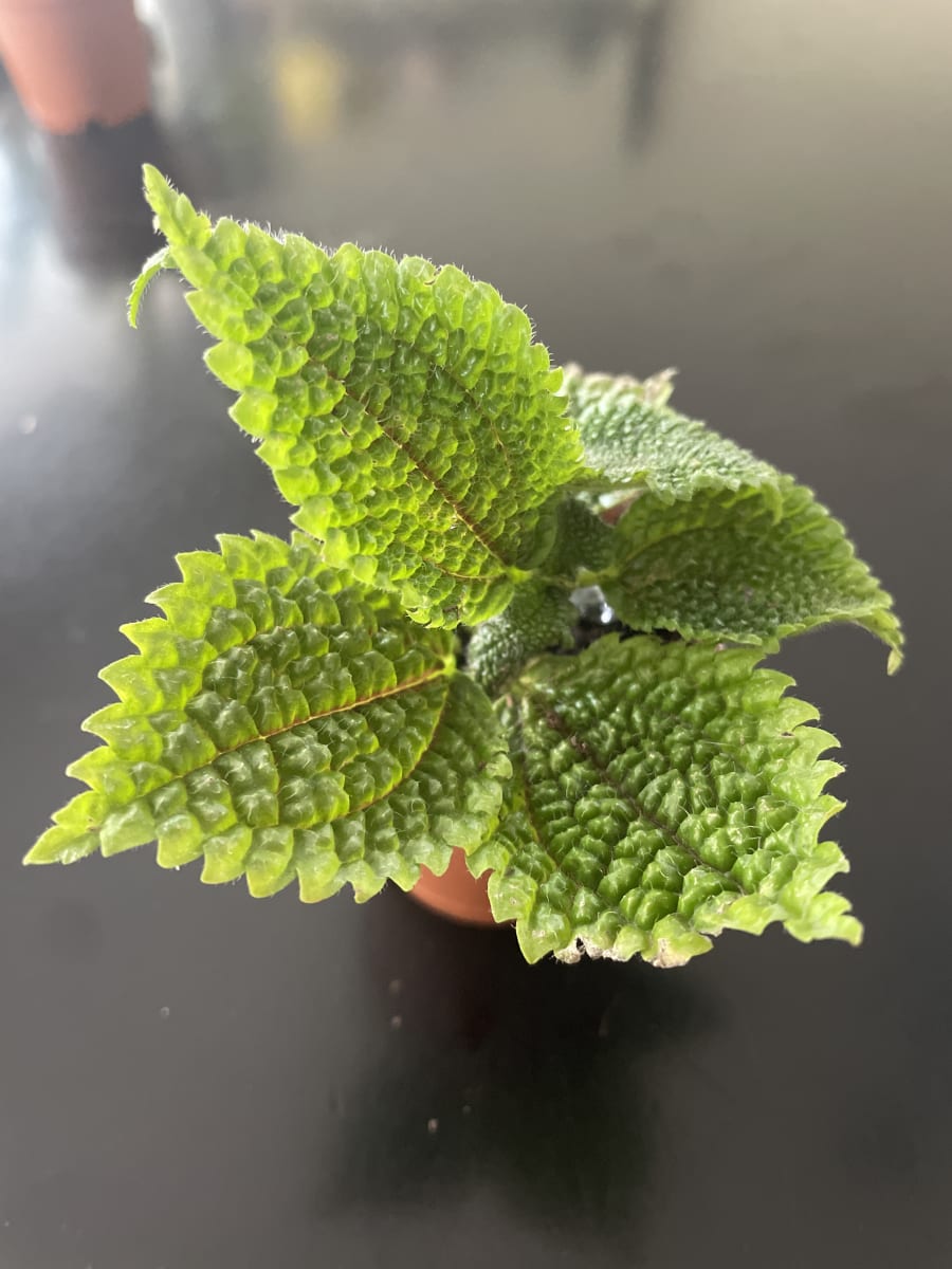Pilea mollis