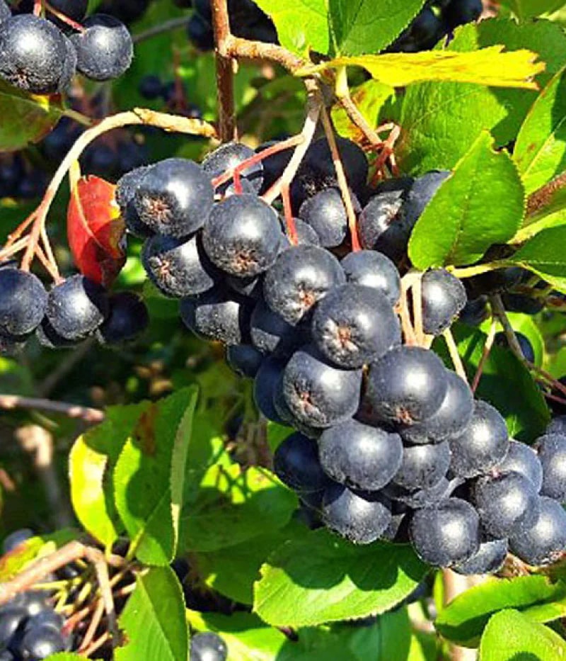 Chokeberry (Aronia Melanocarpa)