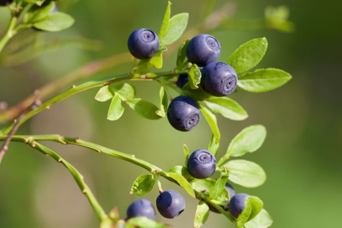 Bilberry (Vaccinium myrtillus)