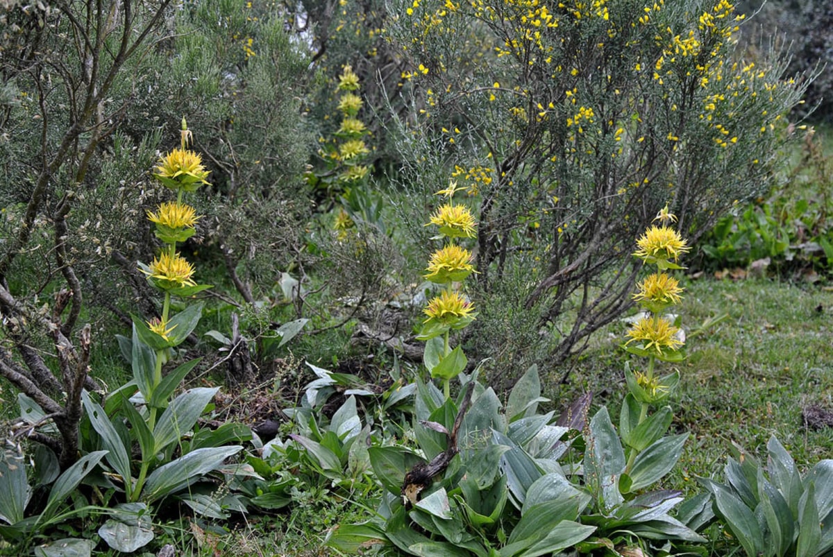 Gentian (Gentiana lutea)