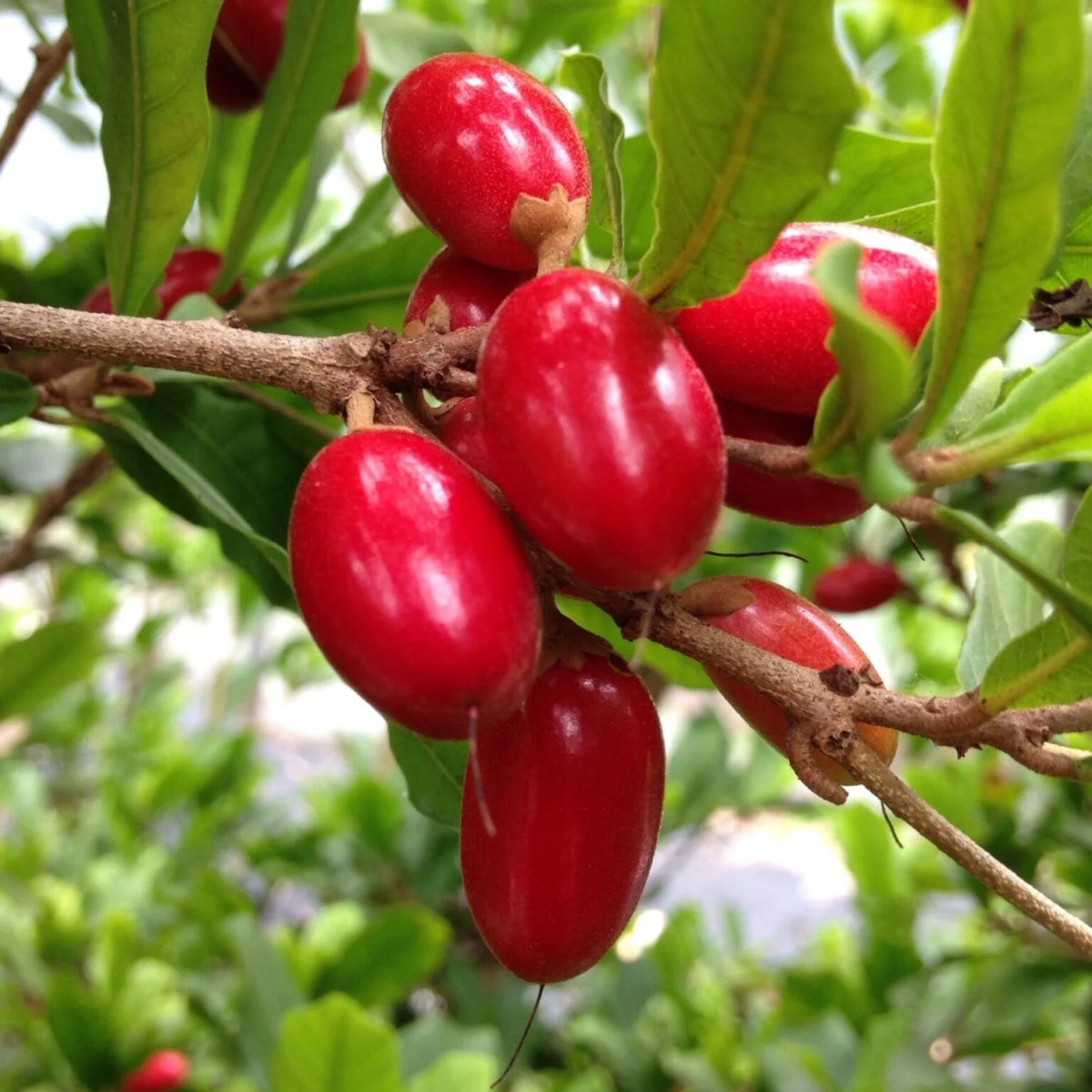 Miracle Fruit (Synsepalum Dulcificum)