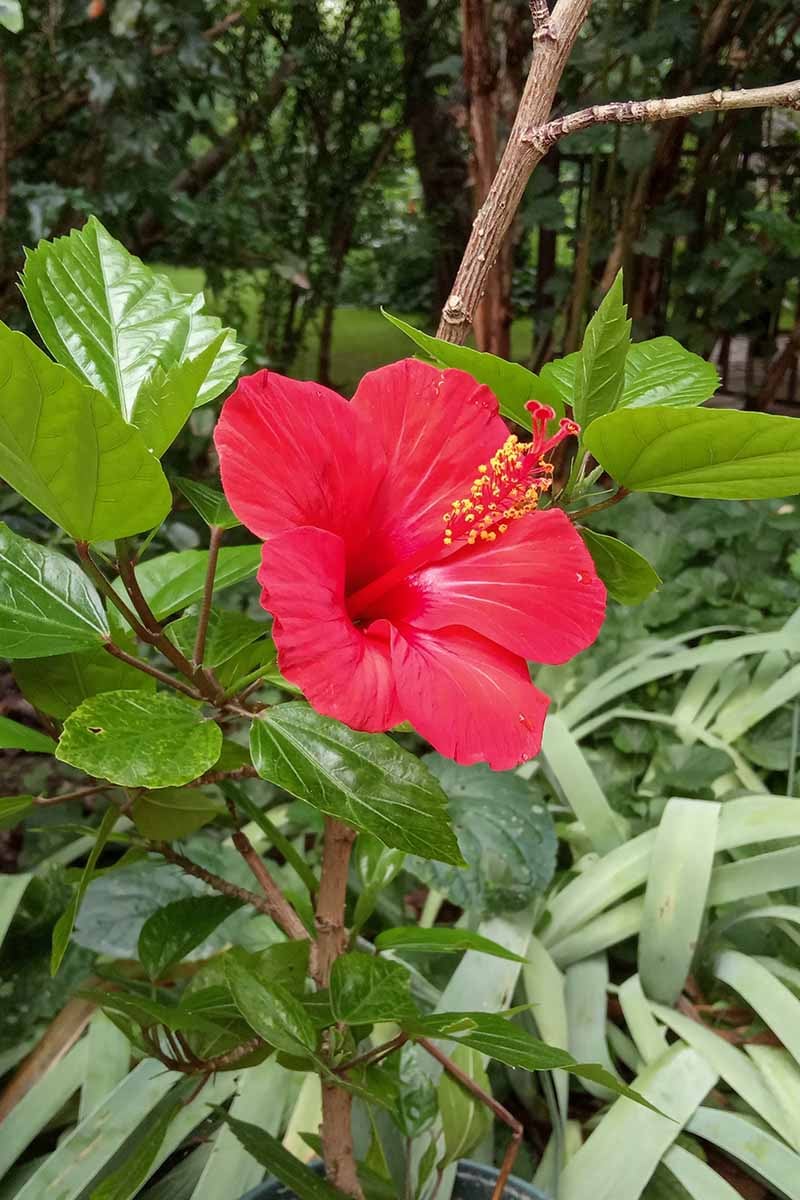 Hibiscus (Hibiscus Sabdariffa)