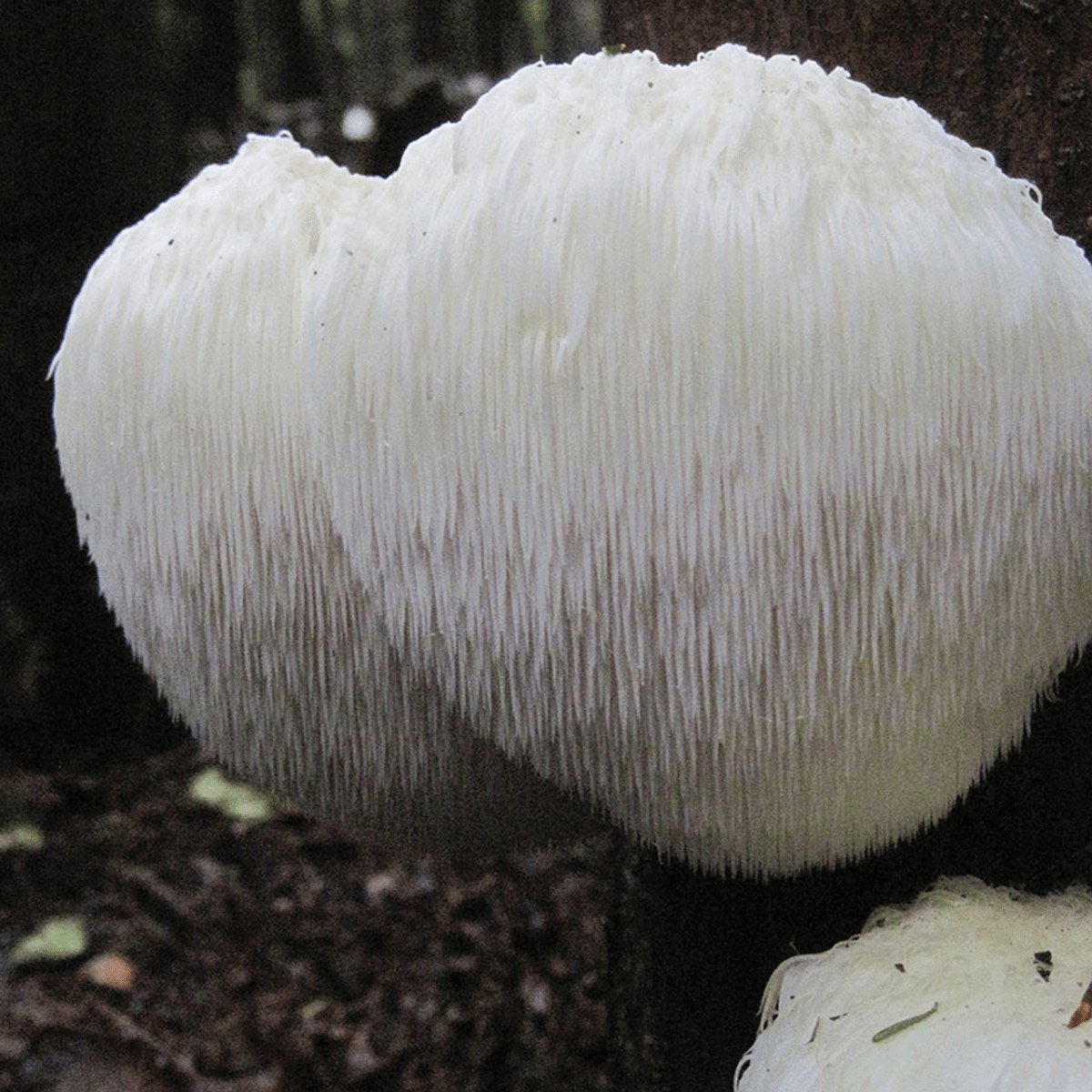 Lion's Mane (Hericium Erinaceus)