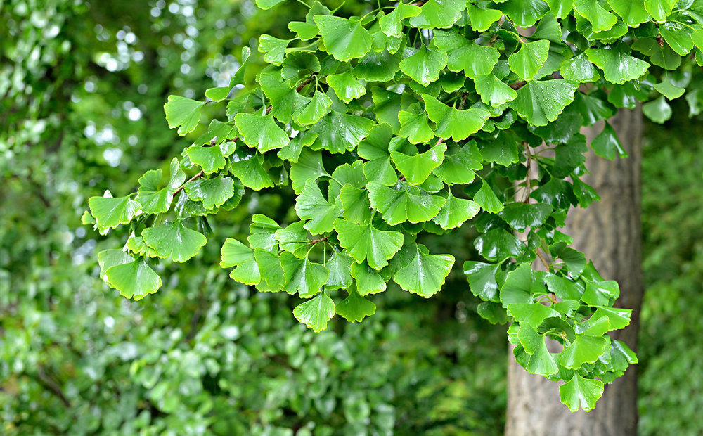 Ginkgo Biloba (Ginkgo Biloba)