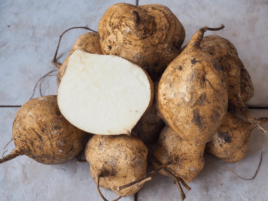 Jicama (Pachyrhizus Erosus)