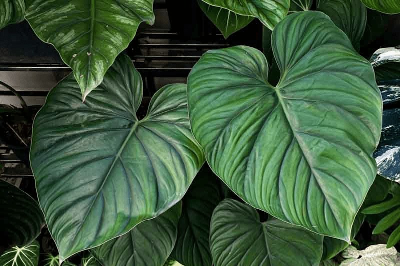 Philodendron Plowmanii (Philodendron Plowmanii)