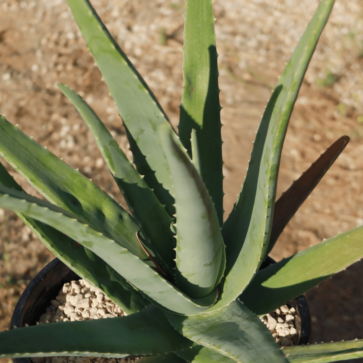 Aloe Vera (Aloe Vera)