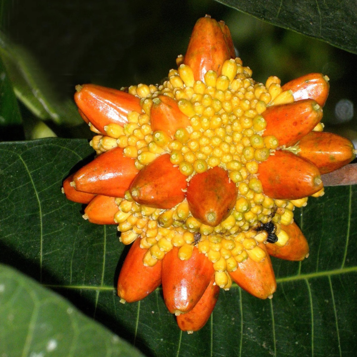 Kesusu (Prainea Limpato)