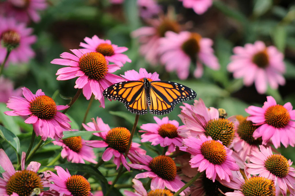 Purple Coneflower (Echinacea Purpurea)