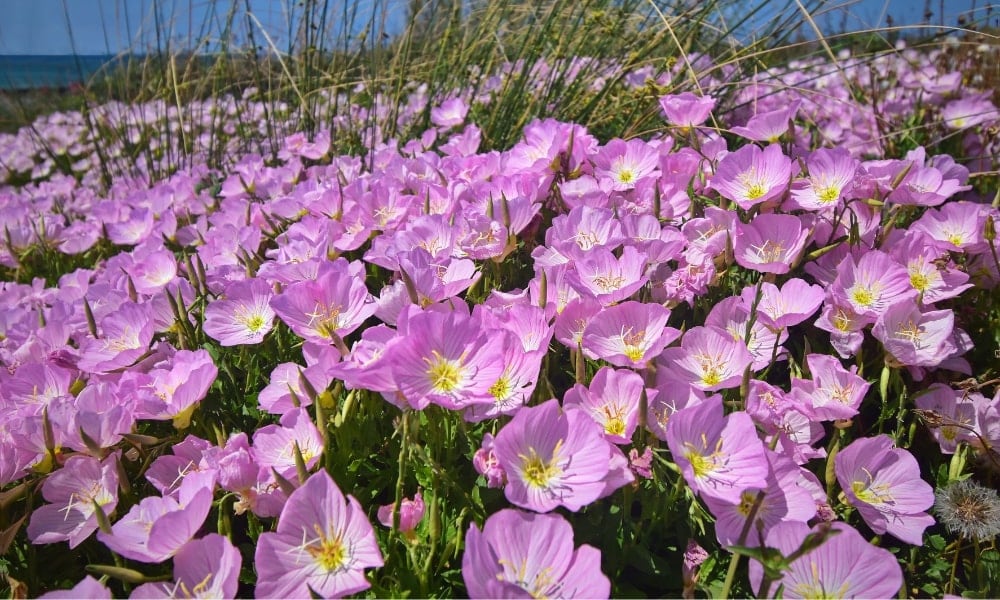 Evening Primrose (Oenothera Pilosella)