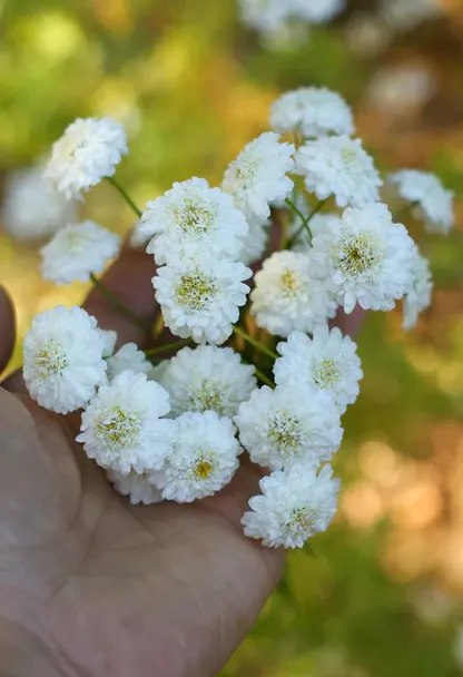 Feverfew (Tanacetum Parthenium)