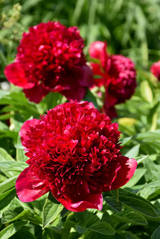 Red Charm Peony (Paeonia Officinalis)