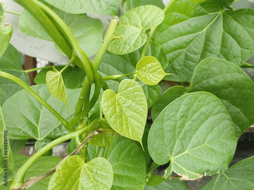 Giloy (Tinospora Cordifolia)