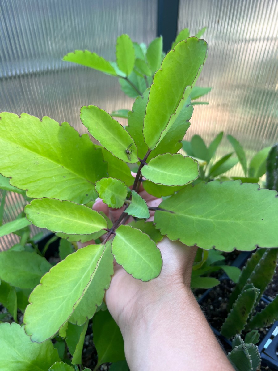 Miracle Leaf