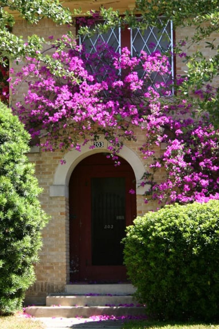 Bougainvillea (Bougainvillea Spectabilis)