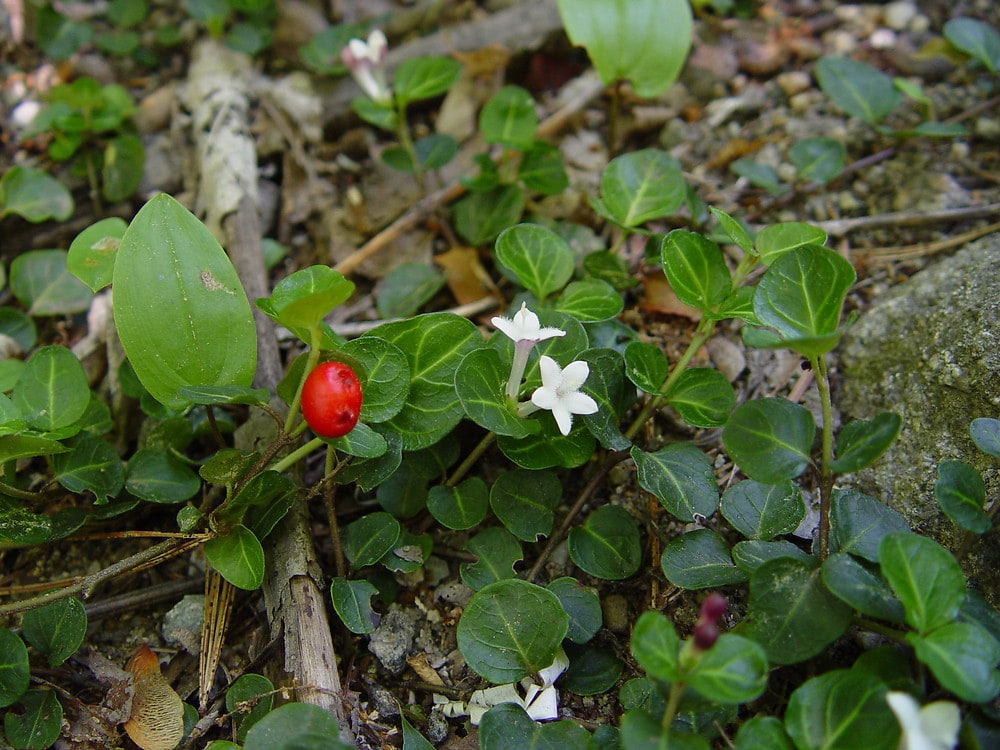Partridgeberry (Mitchella Repens)