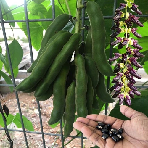 Velvet Bean (Mucuna Pruriens)