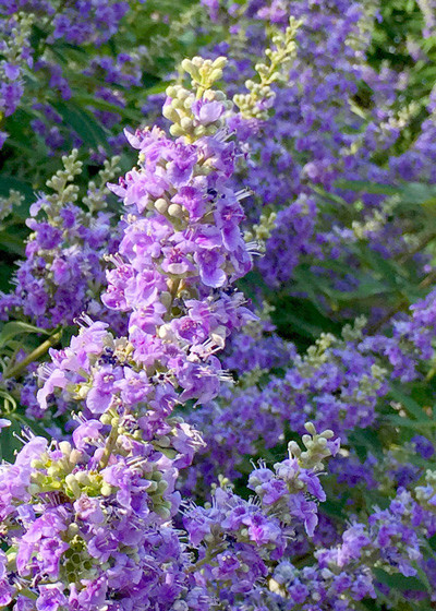 Vitex (Vitex Agnus-castus)