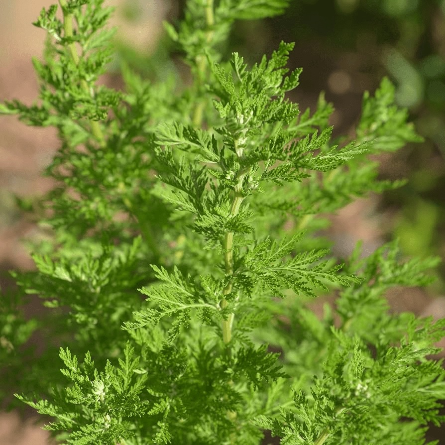 Sweet Annie (Artemisia Annua)