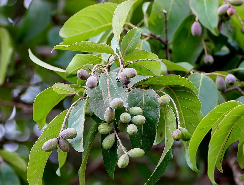 Myrobalan (Terminalia Chebula)