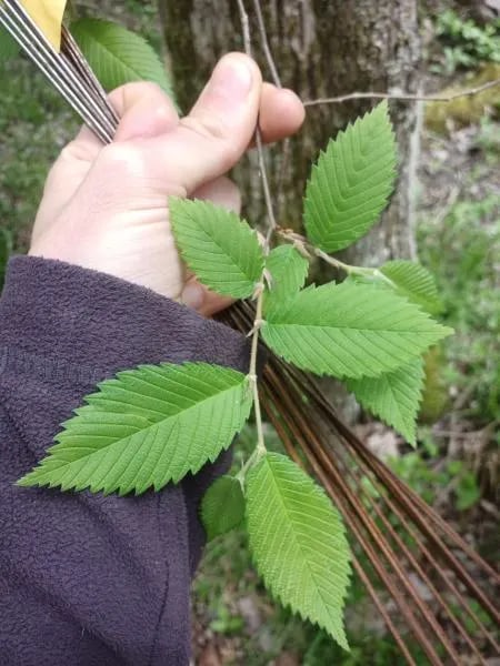 Slippery Elm (Ulmus Rubra)