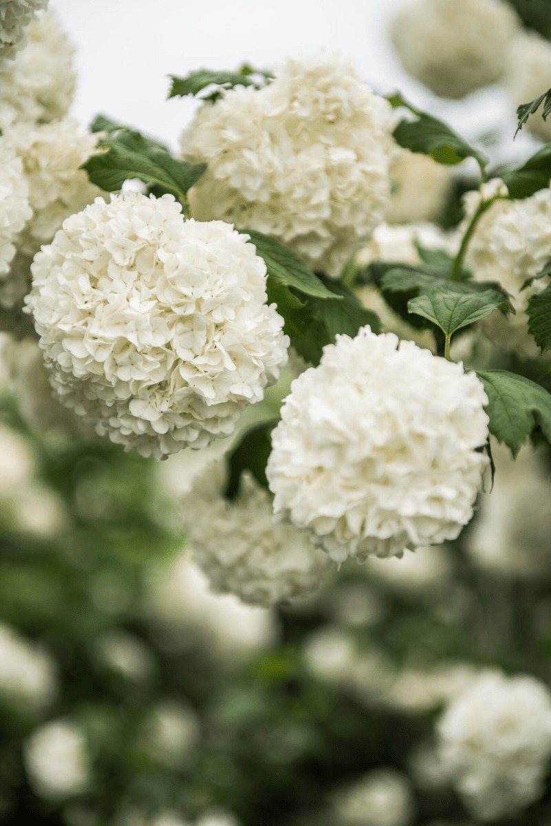 Cramp Bark (Viburnum Opulus)