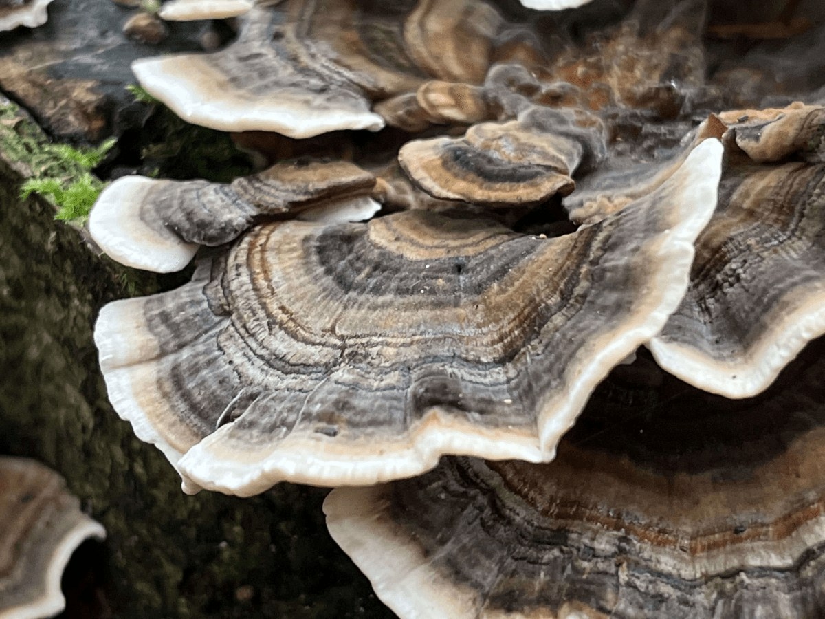 Turkey Tail Mushroom (Trametes Versicolor)