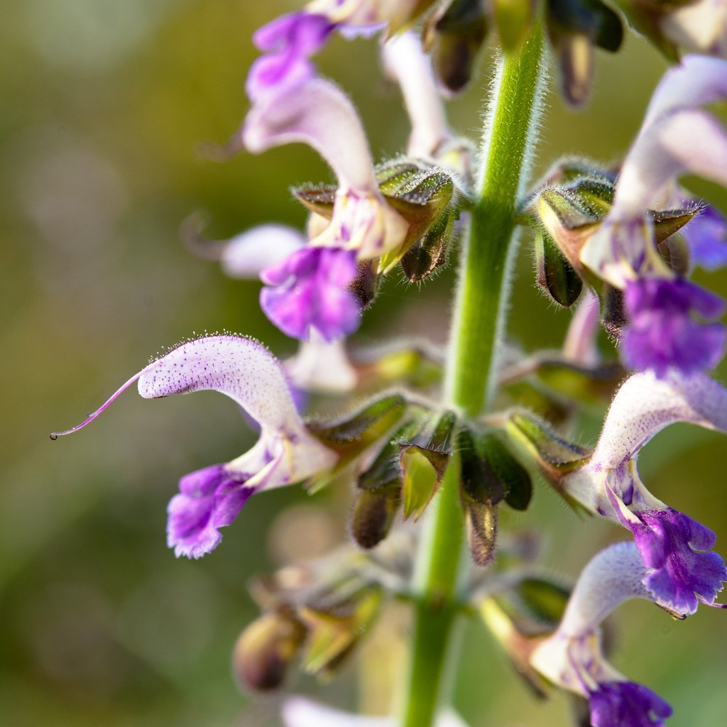 Dan Shen (Salvia Bowleyana)