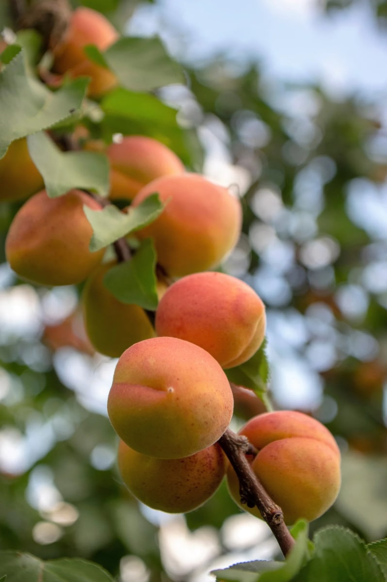 Apricot (Prunus Armeniaca)