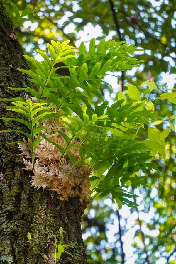 Gu-sui-bu (Drynaria Roosii)