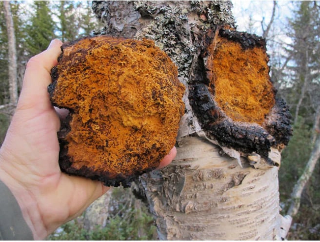 Chaga (Inonotus Obliquus)