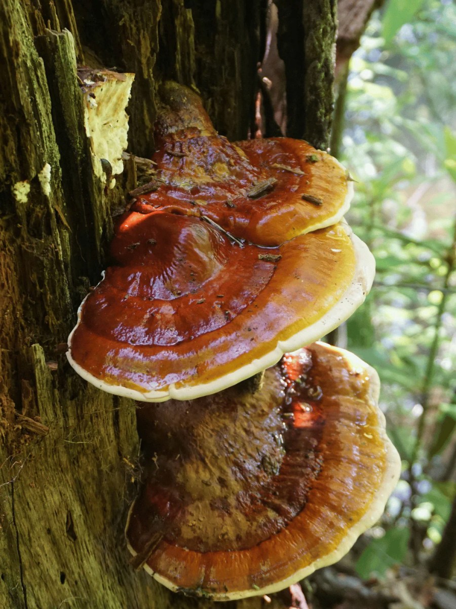 Reishi (Ganoderma Lingzhi)