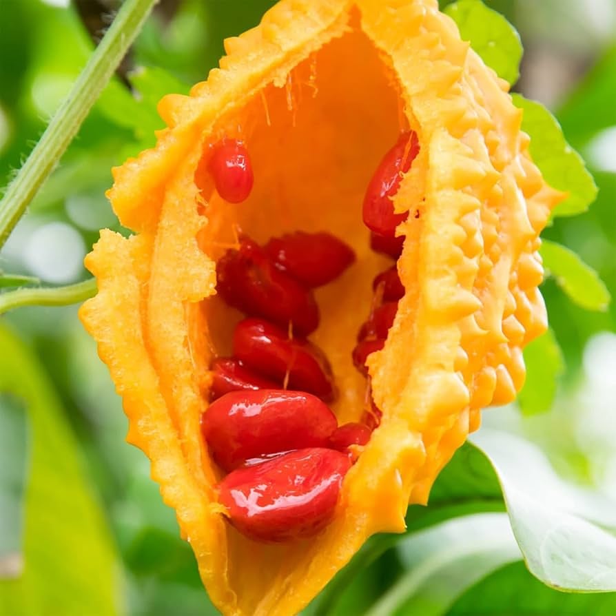 Bitter Melon (Momordica Charantia)
