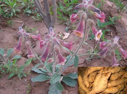 Chinese Foxglove (Rehmannia Glutinosa)