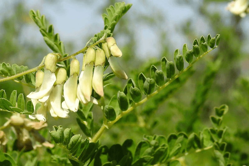 Astragalus (Astragalus Mongholicus)