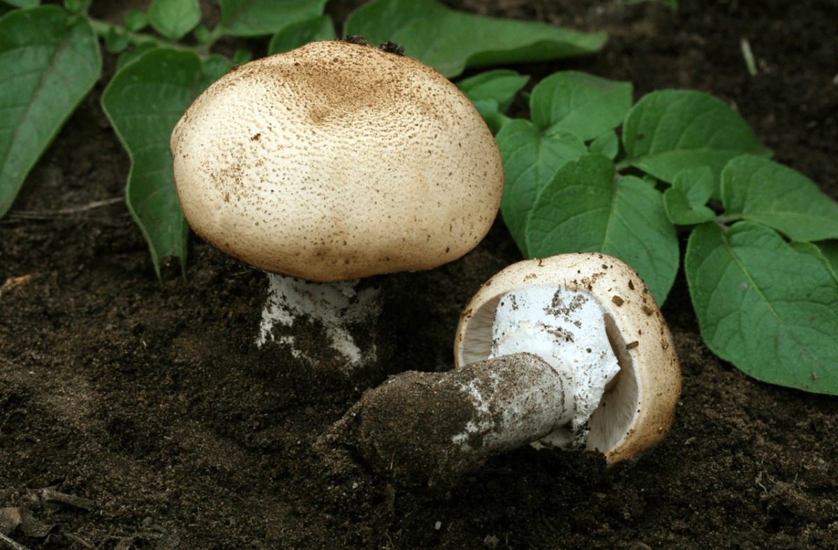 Almond Mushroom (Agaricus Subrufescens)