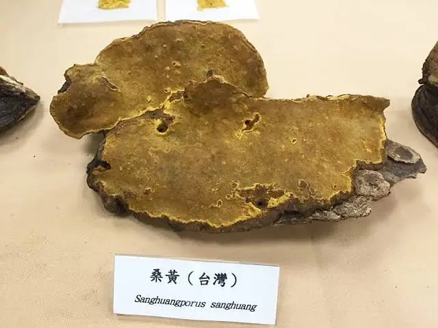 Meshimakobu (Sanghuangporus Sanghuang)
