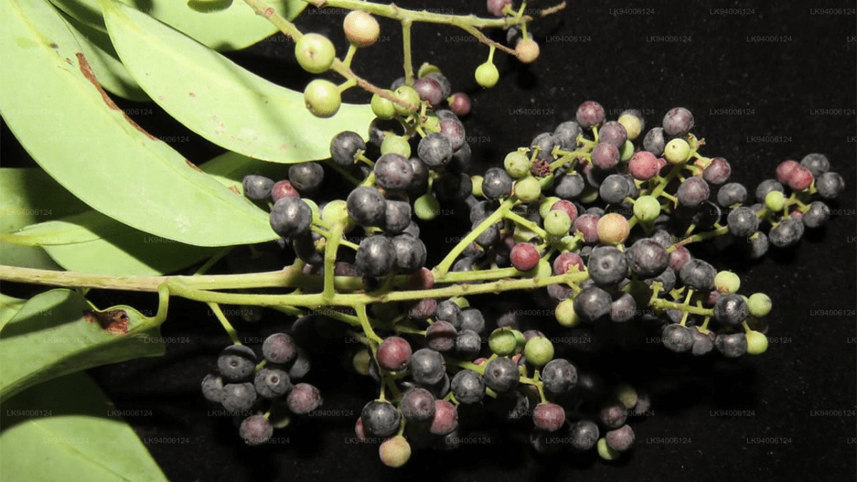 Viḍaṅga (Embelia Ribes)